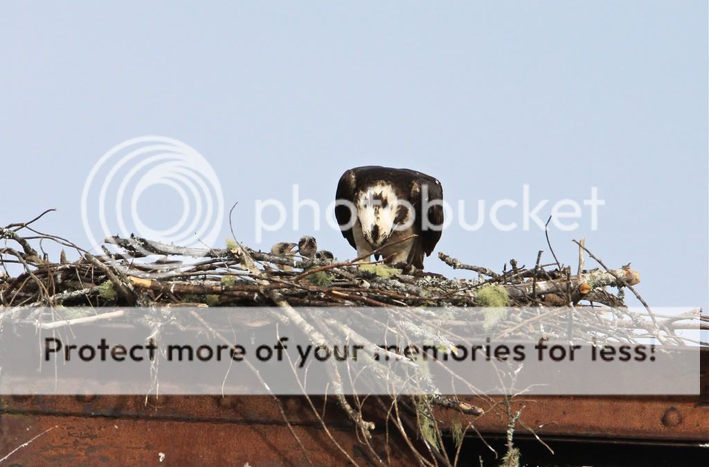 IMAGE: http://i959.photobucket.com/albums/ae74/kmunroe/canon%20lens/Ospreys/IMG_3159.jpg