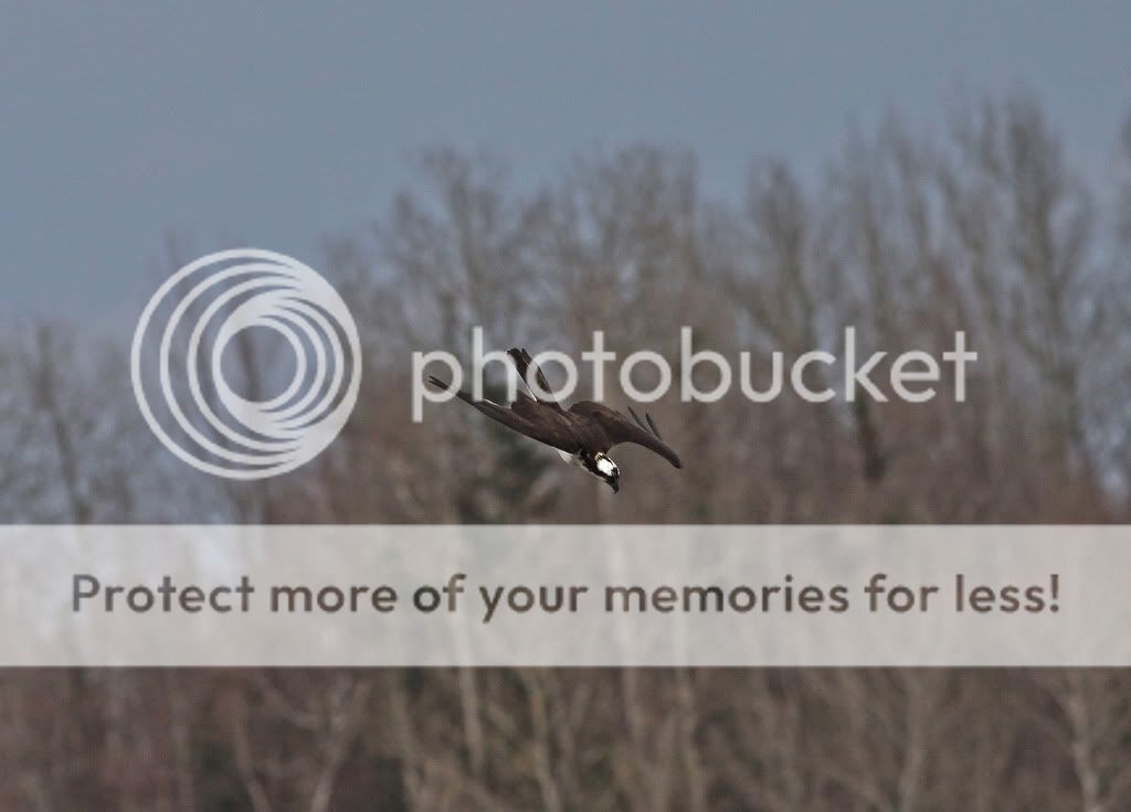 IMAGE: http://i959.photobucket.com/albums/ae74/kmunroe/canon%20lens/Ospreys/IMG_9514.jpg