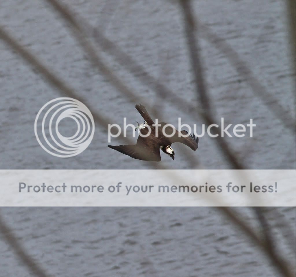 IMAGE: http://i959.photobucket.com/albums/ae74/kmunroe/canon%20lens/Ospreys/IMG_9519.jpg