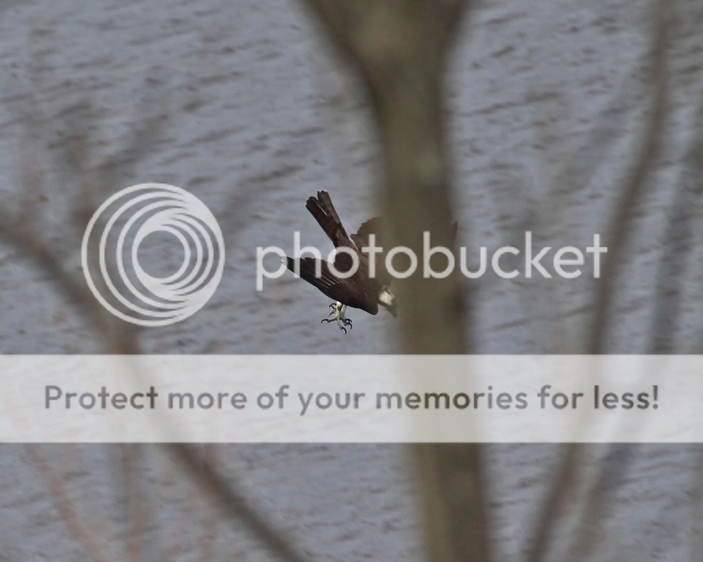 IMAGE: http://i959.photobucket.com/albums/ae74/kmunroe/canon%20lens/Ospreys/IMG_9520.jpg