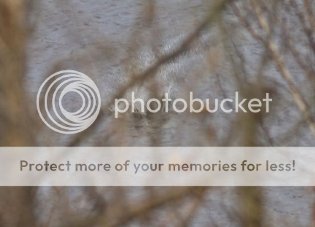 IMAGE: http://i959.photobucket.com/albums/ae74/kmunroe/canon%20lens/Ospreys/IMG_9522.jpg