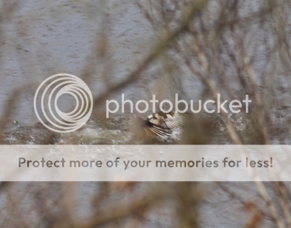 IMAGE: http://i959.photobucket.com/albums/ae74/kmunroe/canon%20lens/Ospreys/IMG_9529.jpg