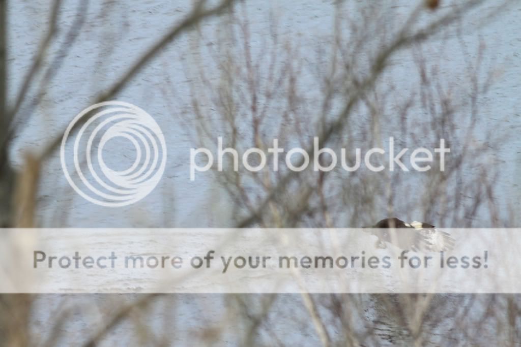 IMAGE: http://i959.photobucket.com/albums/ae74/kmunroe/canon%20lens/Ospreys/IMG_9533.jpg