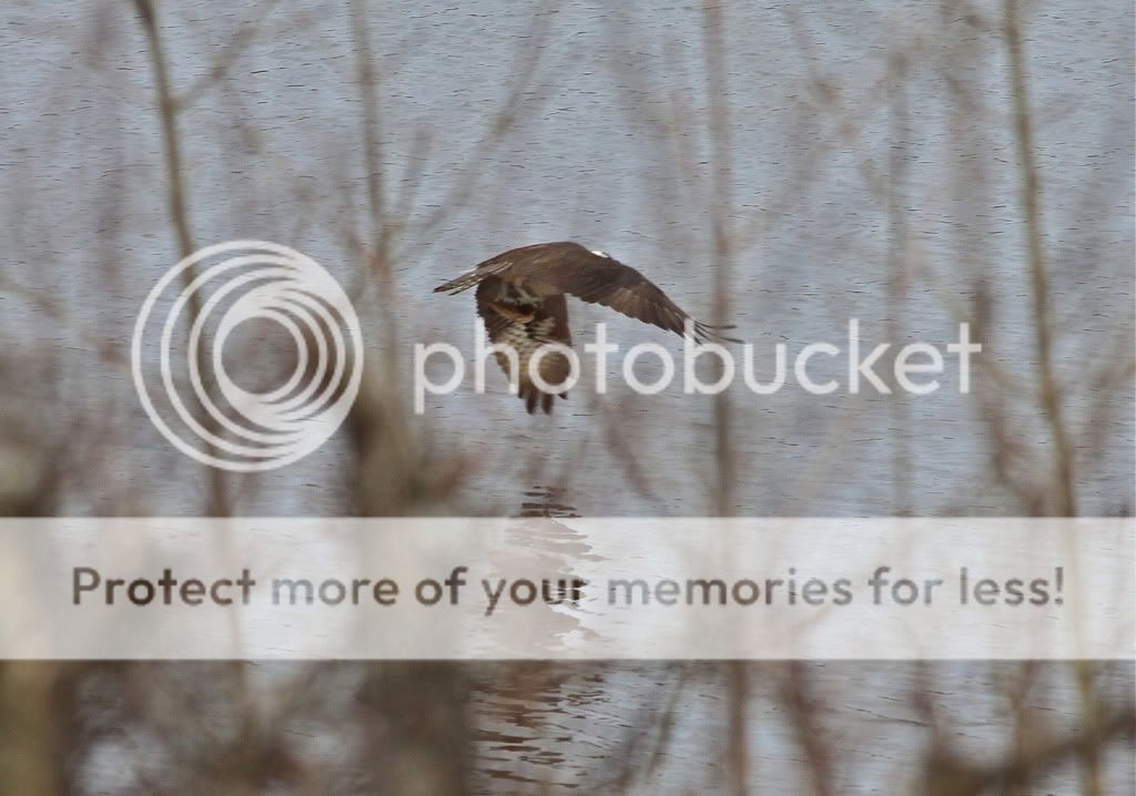 IMAGE: http://i959.photobucket.com/albums/ae74/kmunroe/canon%20lens/Ospreys/IMG_9536.jpg