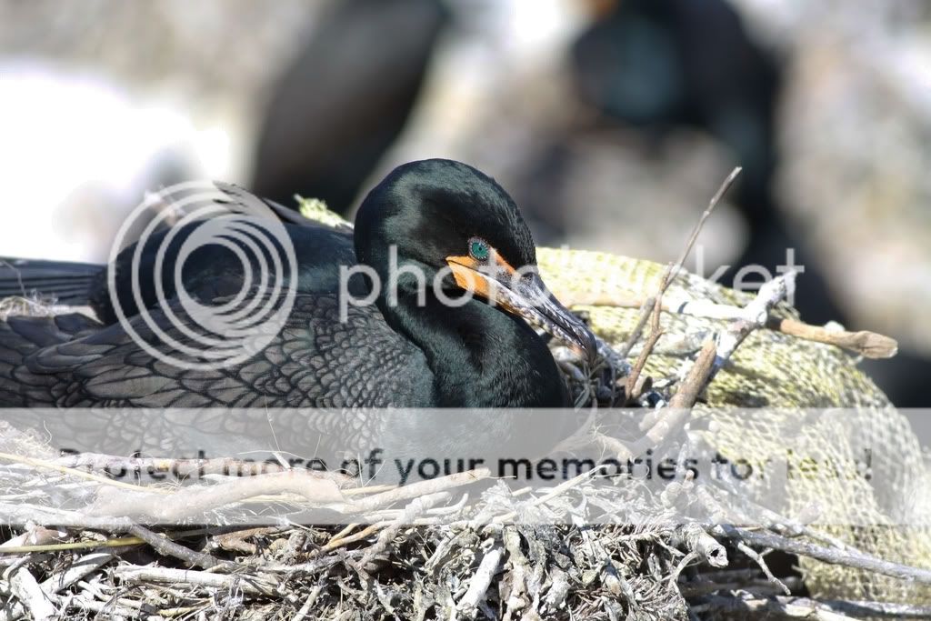 IMAGE: http://i959.photobucket.com/albums/ae74/kmunroe/canon%20lens/cormorants/IMG_6904-Copy.jpg