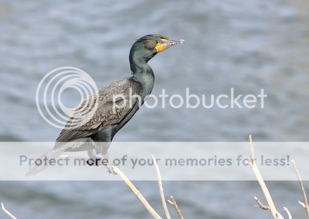 IMAGE: http://i959.photobucket.com/albums/ae74/kmunroe/canon%20lens/cormorants/IMG_6915-Copy.jpg