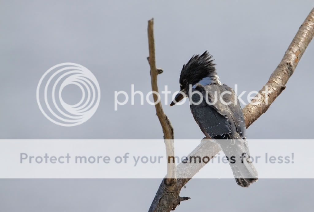 IMAGE: http://i959.photobucket.com/albums/ae74/kmunroe/canon%20lens/kingfishers/IMG_4943-Copy.jpg