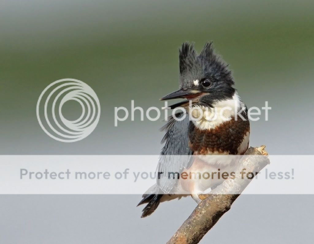IMAGE: http://i959.photobucket.com/albums/ae74/kmunroe/canon%20lens/kingfishers/IMG_5522.jpg