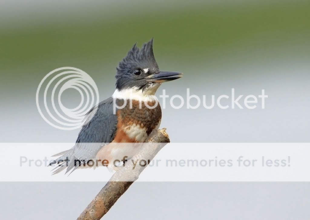 IMAGE: http://i959.photobucket.com/albums/ae74/kmunroe/canon%20lens/kingfishers/IMG_5528.jpg