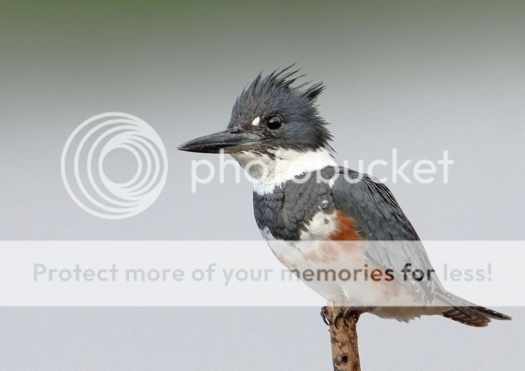IMAGE: http://i959.photobucket.com/albums/ae74/kmunroe/canon%20lens/kingfishers/IMG_5534.jpg