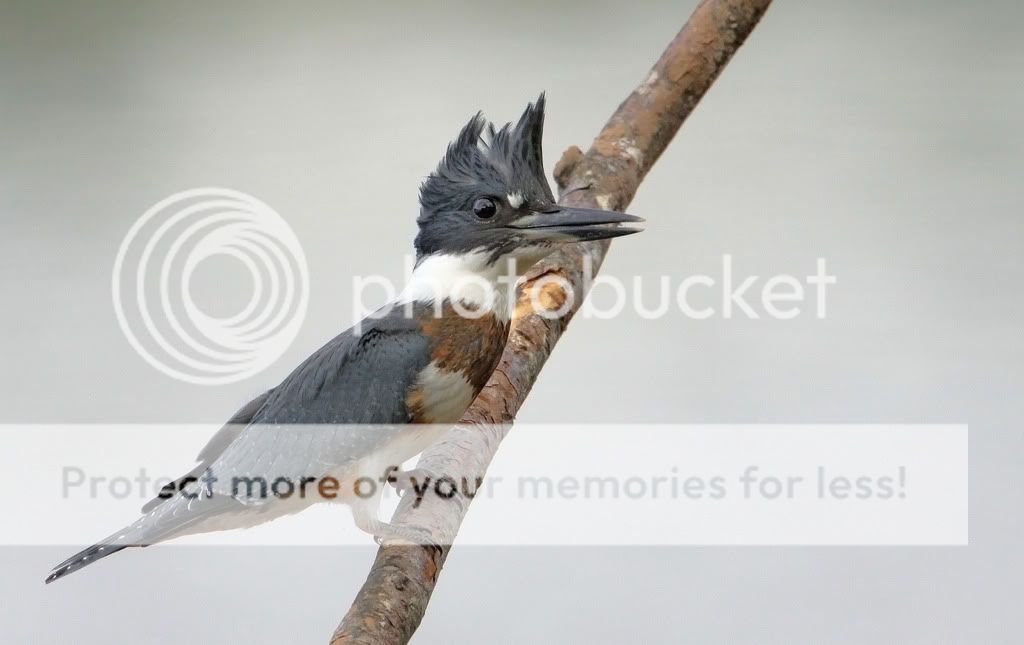 IMAGE: http://i959.photobucket.com/albums/ae74/kmunroe/canon%20lens/kingfishers/IMG_5543.jpg