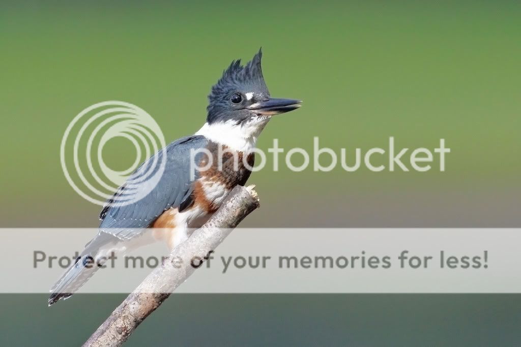 IMAGE: http://i959.photobucket.com/albums/ae74/kmunroe/canon%20lens/kingfishers/IMG_9351.jpg