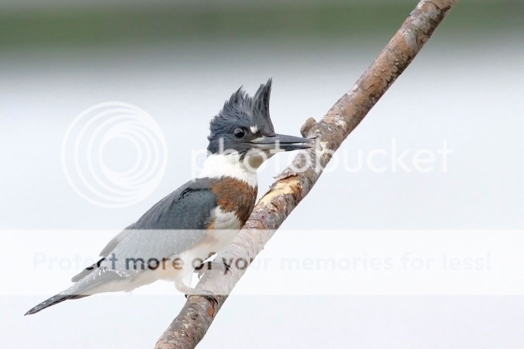 IMAGE: http://i959.photobucket.com/albums/ae74/kmunroe/canon%20lens/kingfishers/IMG_9369.jpg