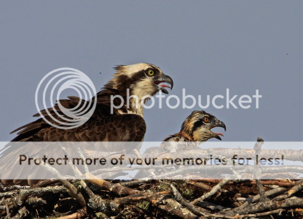 IMAGE: http://i959.photobucket.com/albums/ae74/kmunroe/canon%20lens/more%20ospreys/IMG_4149.jpg