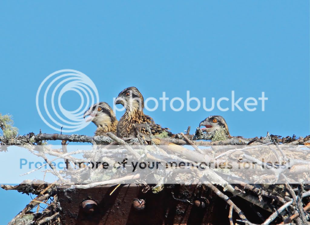 IMAGE: http://i959.photobucket.com/albums/ae74/kmunroe/canon%20lens/more%20ospreys/IMG_4336.jpg