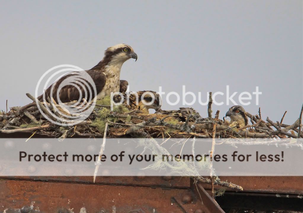 IMAGE: http://i959.photobucket.com/albums/ae74/kmunroe/canon%20lens/more%20ospreys/IMG_4523.jpg