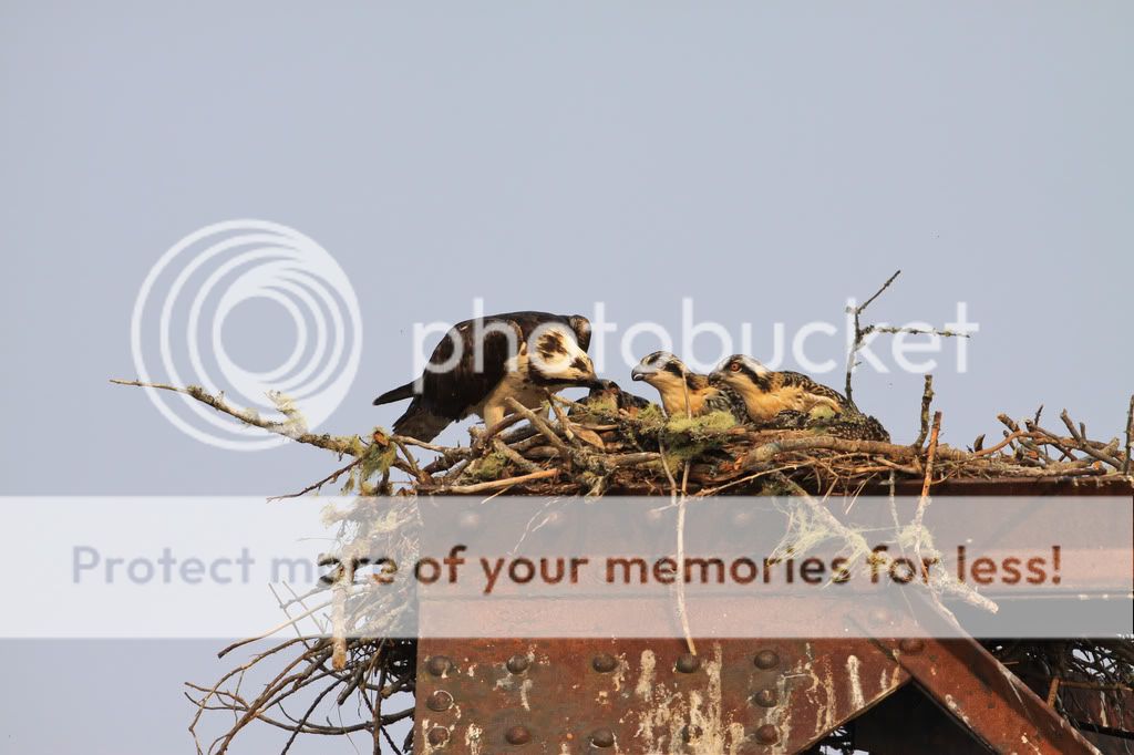 IMAGE: http://i959.photobucket.com/albums/ae74/kmunroe/canon%20lens/more%20ospreys/IMG_4588.jpg
