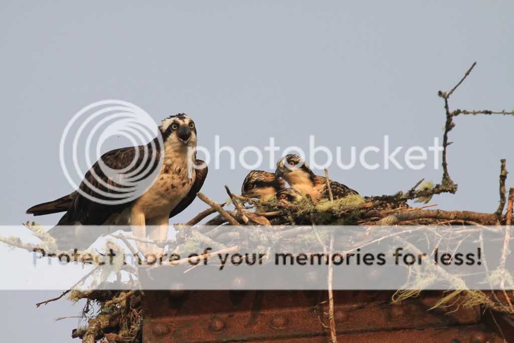 IMAGE: http://i959.photobucket.com/albums/ae74/kmunroe/canon%20lens/more%20ospreys/IMG_4730.jpg