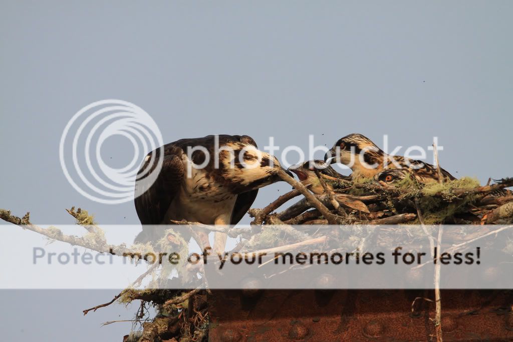 IMAGE: http://i959.photobucket.com/albums/ae74/kmunroe/canon%20lens/more%20ospreys/IMG_4773.jpg