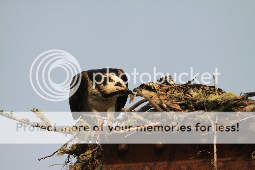 IMAGE: http://i959.photobucket.com/albums/ae74/kmunroe/canon%20lens/more%20ospreys/IMG_4803.jpg