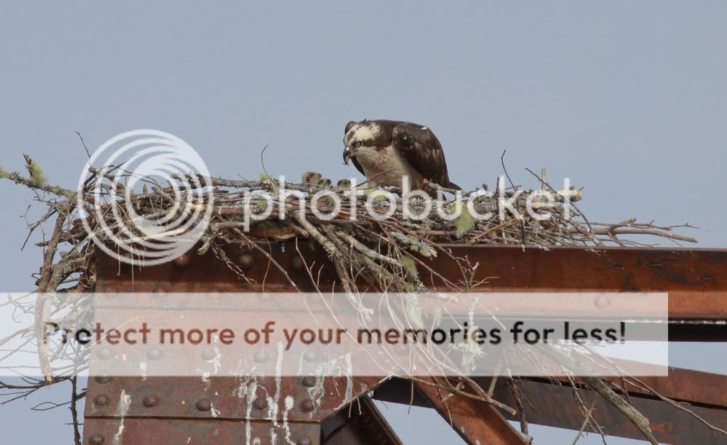 IMAGE: http://i959.photobucket.com/albums/ae74/kmunroe/canon%20lens/more%20ospreys/IMG_8184.jpg