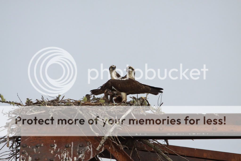 IMAGE: http://i959.photobucket.com/albums/ae74/kmunroe/canon%20lens/more%20ospreys/IMG_8334.jpg