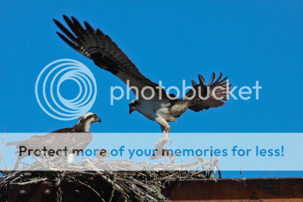 IMAGE: http://i959.photobucket.com/albums/ae74/kmunroe/canon%20lens/more%20ospreys/IMG_8443.jpg