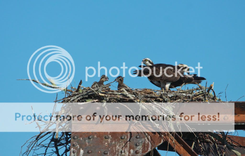 IMAGE: http://i959.photobucket.com/albums/ae74/kmunroe/canon%20lens/more%20ospreys/IMG_8481.jpg