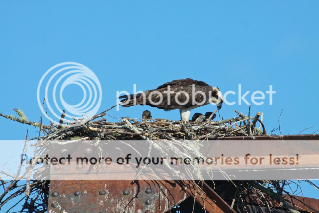 IMAGE: http://i959.photobucket.com/albums/ae74/kmunroe/canon%20lens/more%20ospreys/IMG_8500.jpg