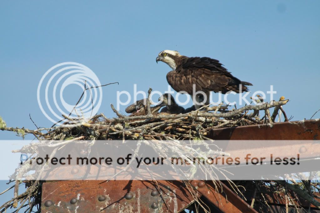 IMAGE: http://i959.photobucket.com/albums/ae74/kmunroe/canon%20lens/more%20ospreys/IMG_8753.jpg