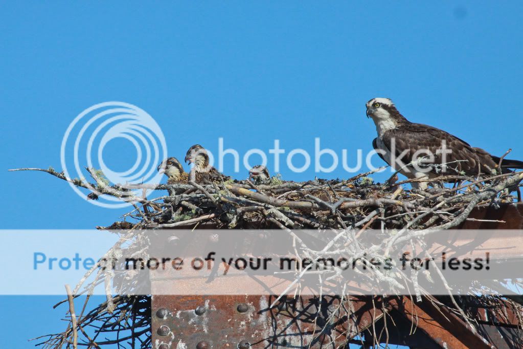 IMAGE: http://i959.photobucket.com/albums/ae74/kmunroe/canon%20lens/more%20ospreys/IMG_8950.jpg