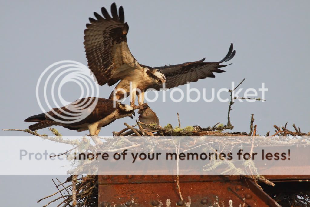 IMAGE: http://i959.photobucket.com/albums/ae74/kmunroe/canon%20lens/more%20ospreys/IMG_9041.jpg