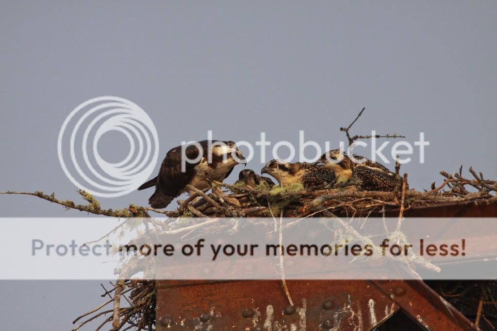 IMAGE: http://i959.photobucket.com/albums/ae74/kmunroe/canon%20lens/more%20ospreys/IMG_9062.jpg