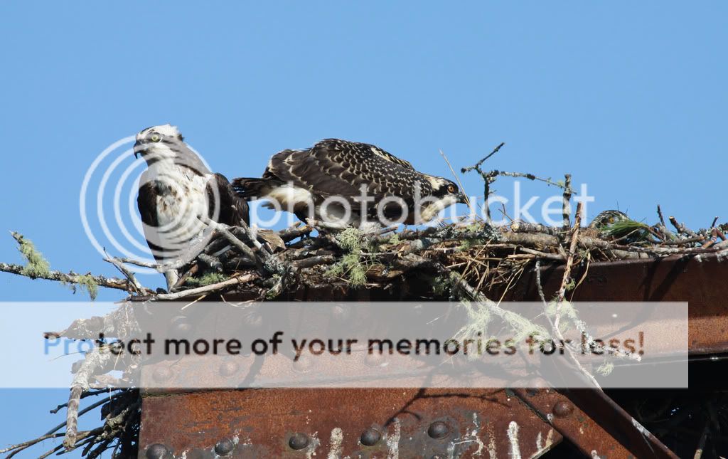 IMAGE: http://i959.photobucket.com/albums/ae74/kmunroe/canon%20lens/more%20ospreys/IMG_9290.jpg
