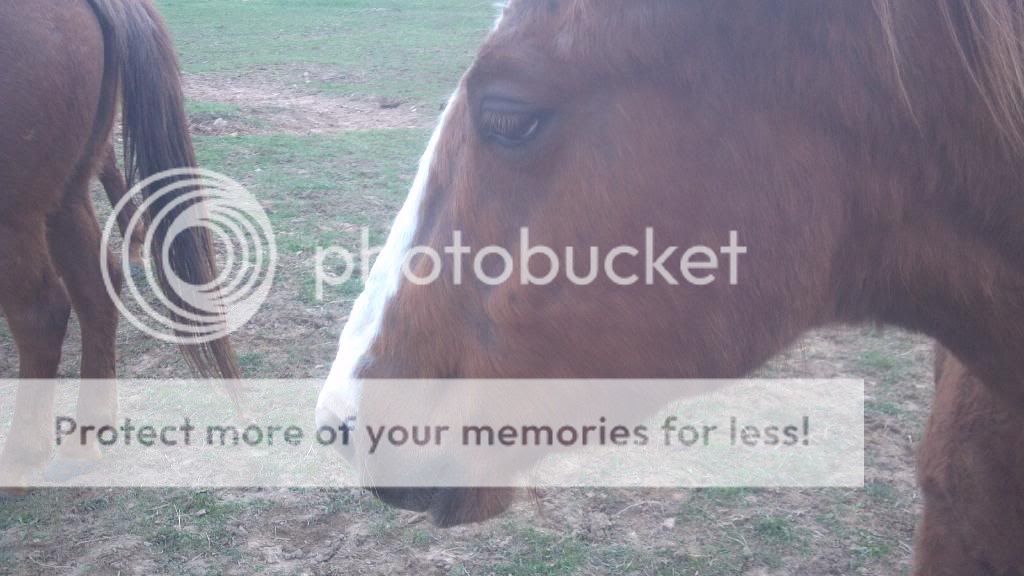 My horse has bald spots. Lice, rain rot? The Horse Forum