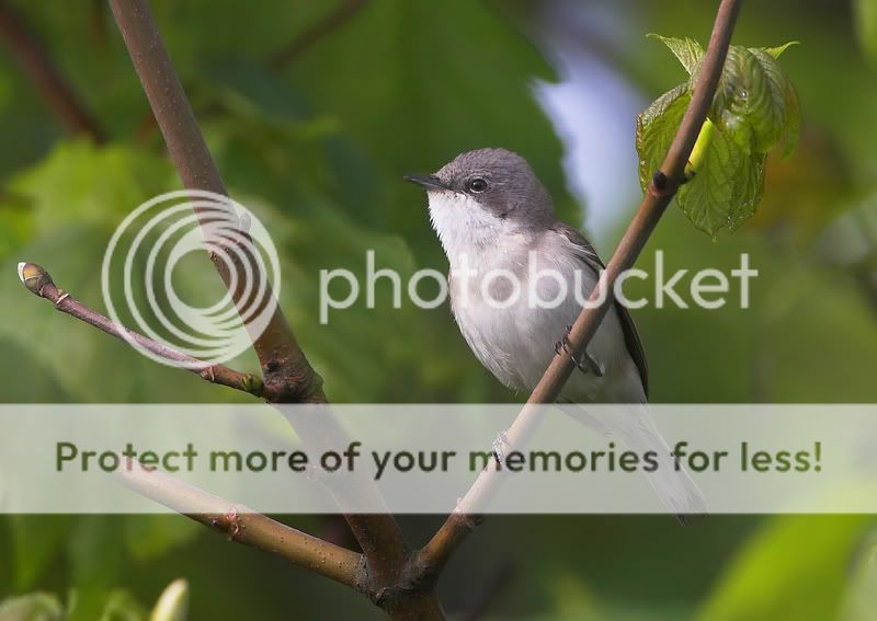 Fotografie