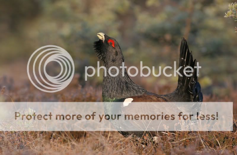 Fotografie
