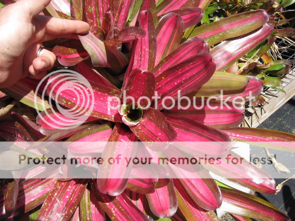 Neo Bromeliads Buy Neoregelia Floral Flowering Plants