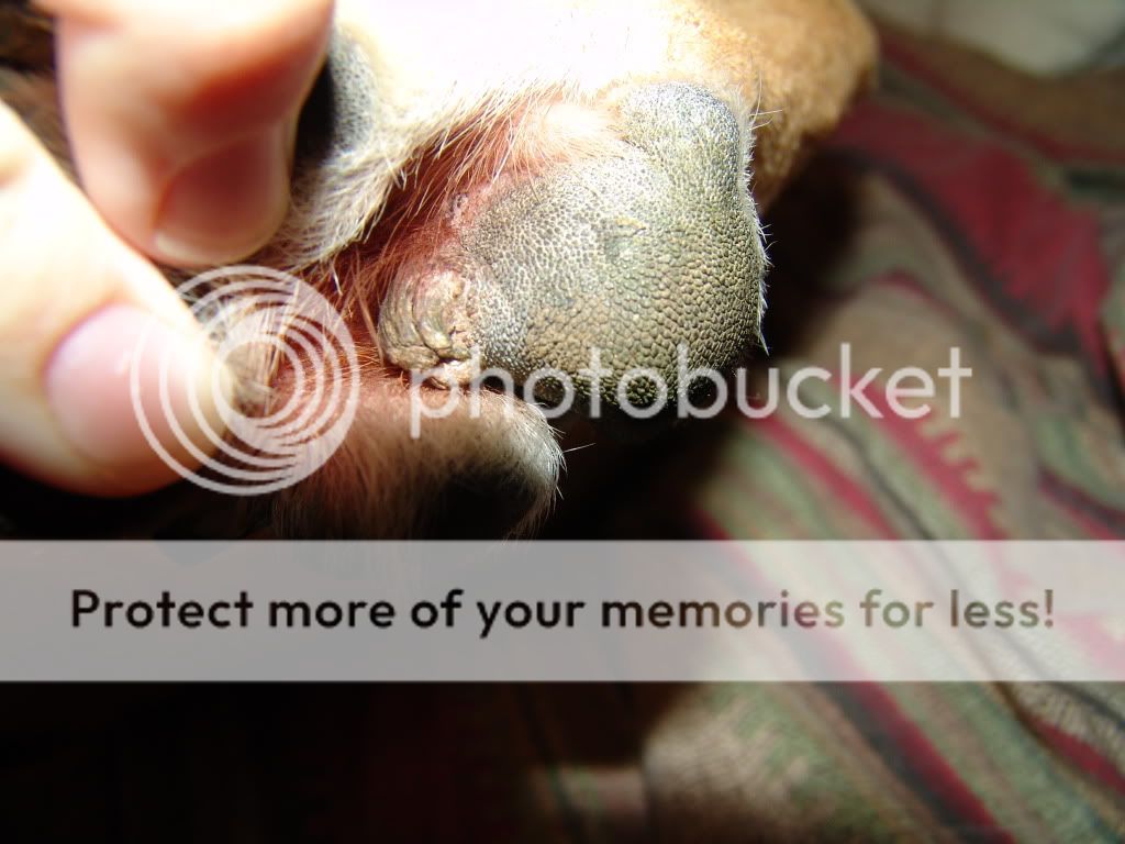 growth on paw growth on dogs paw images breeds picture growth on paw growth on dogs paw images breeds picture