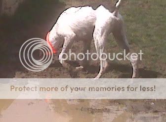 I Love the mud
